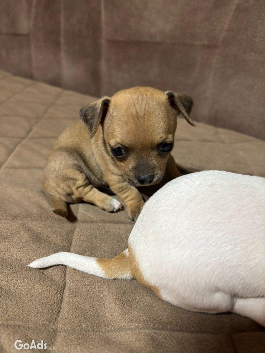 Chihuahua puppies for sale