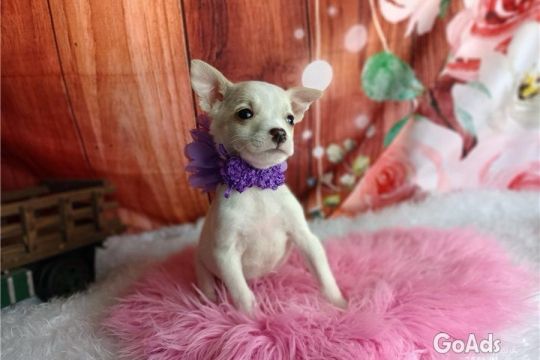 Chihuahua puppies for sale