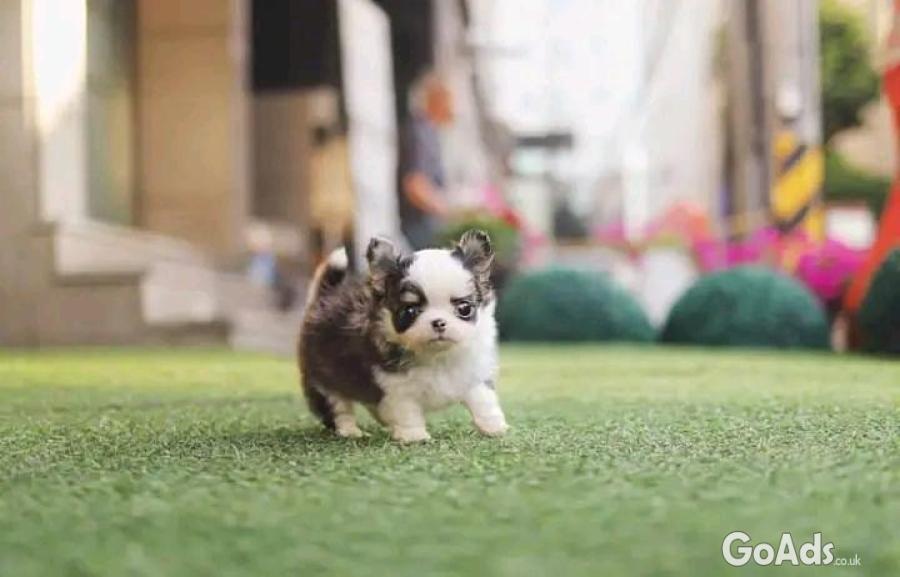 Chihuahua puppies ready for sell 
