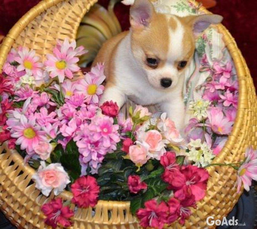 Chihuahua puppies ready
