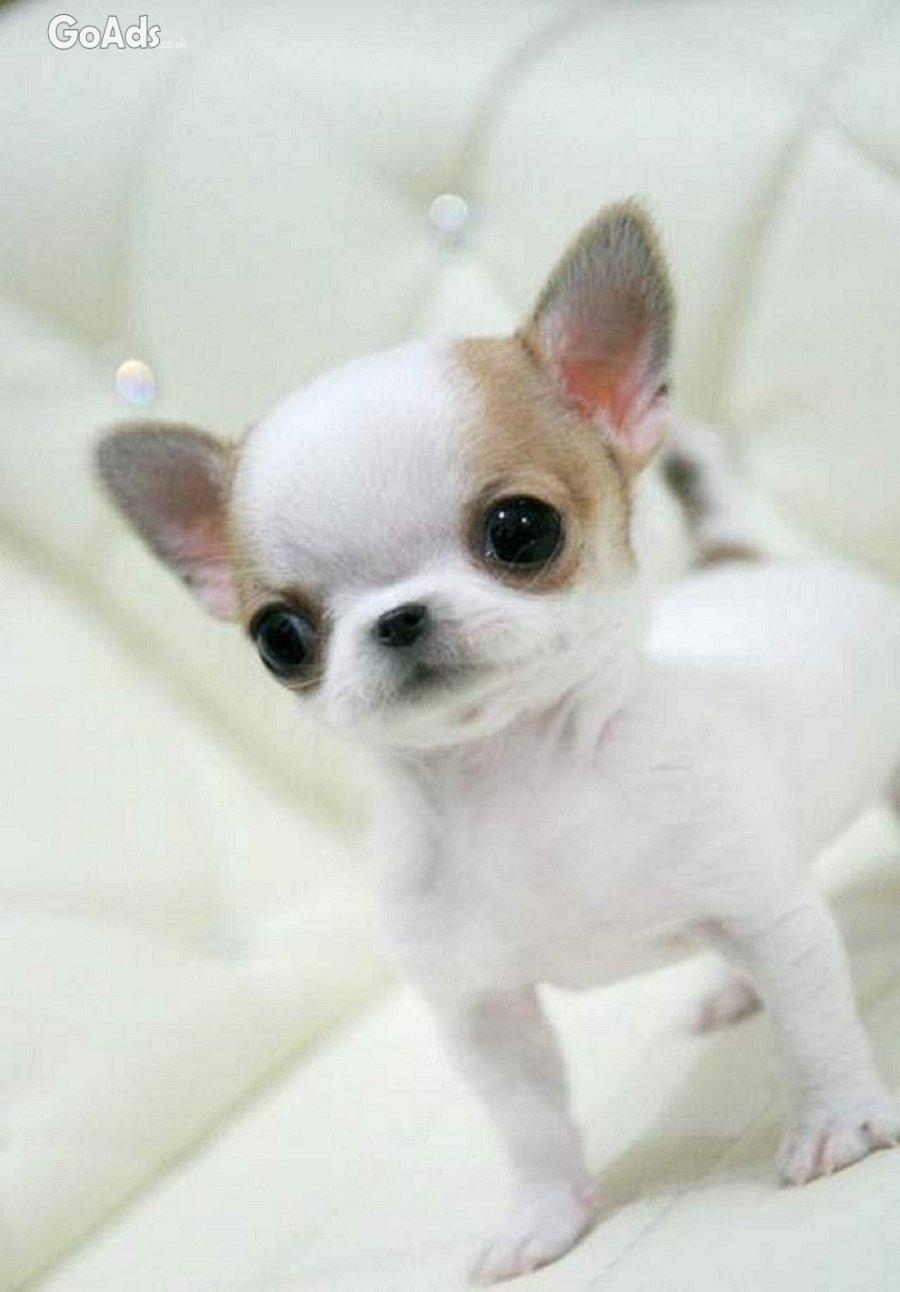 Chihuahua puppies ready