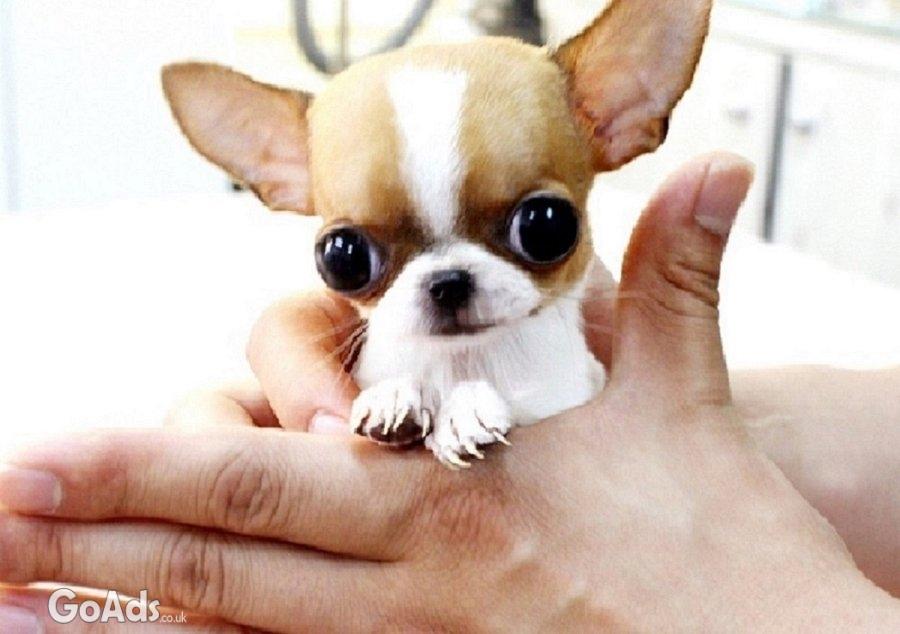 Chihuahua puppies ready