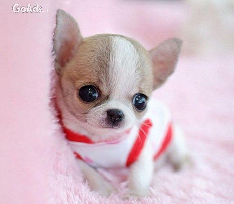 Chihuahua puppies ready