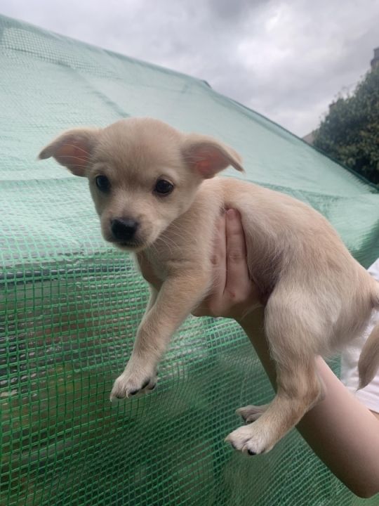 Chihuahua puppies