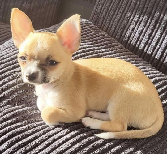 Chihuahua puppy male