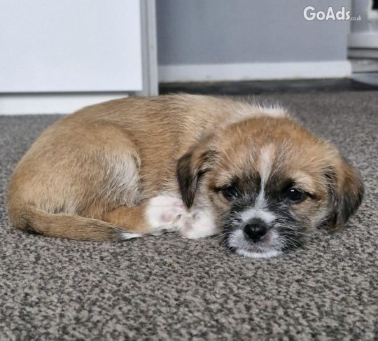 Chihuahua x shih tzu puppies for sale