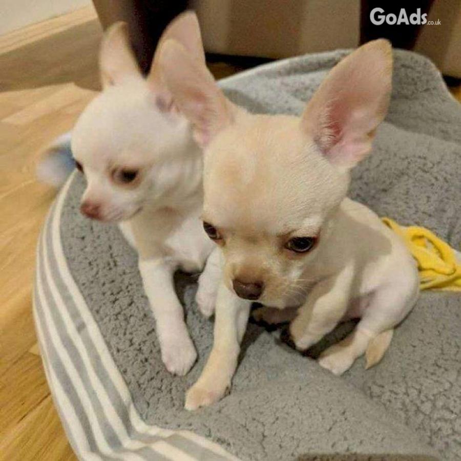 Chihuahuas for sale. 
