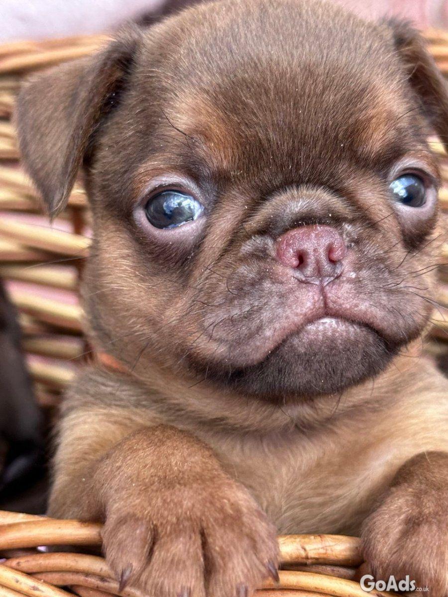 Chocolate Petit brabancon ( smooth Griffon)