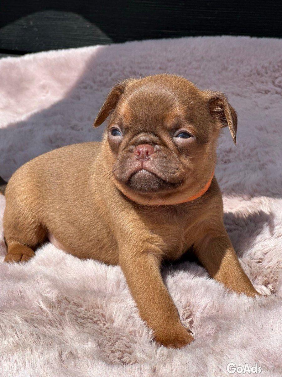 Chocolate Petit brabancon ( smooth Griffon)