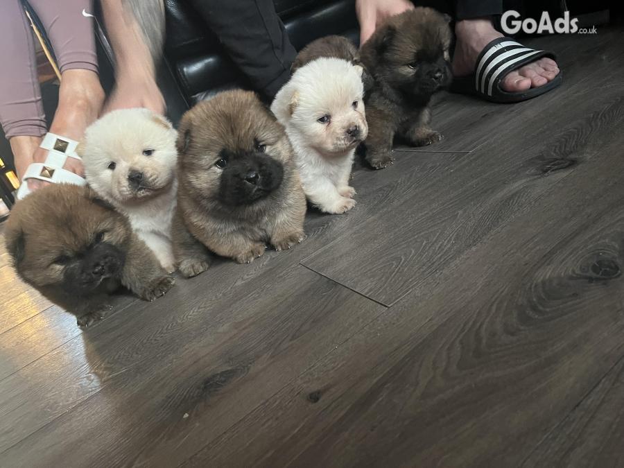 Chow chow amazing puppies 