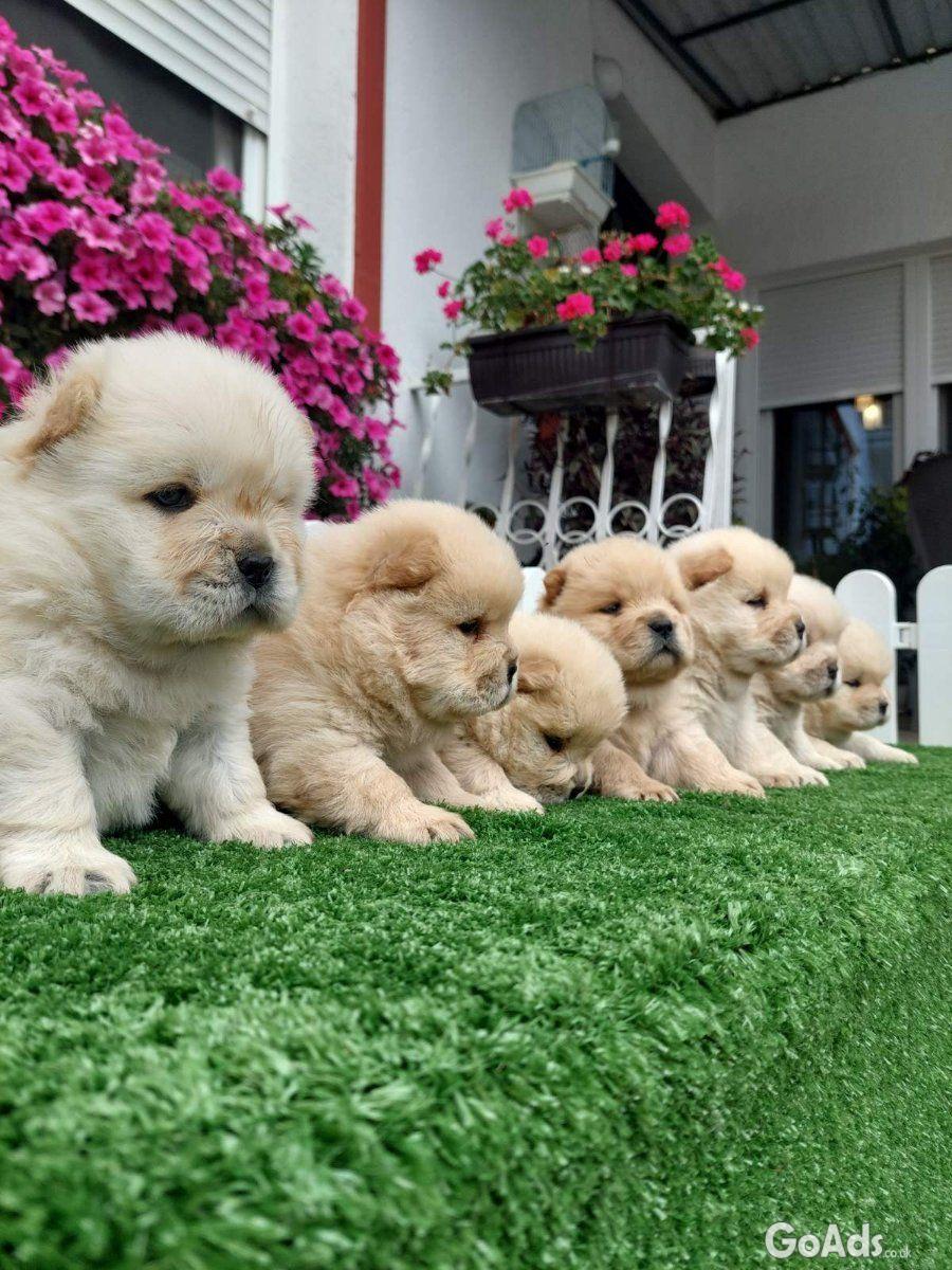 Chow Chow cau cau Puppies