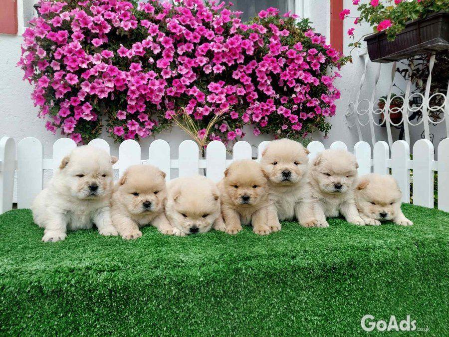 Chow Chow cau cau Puppies