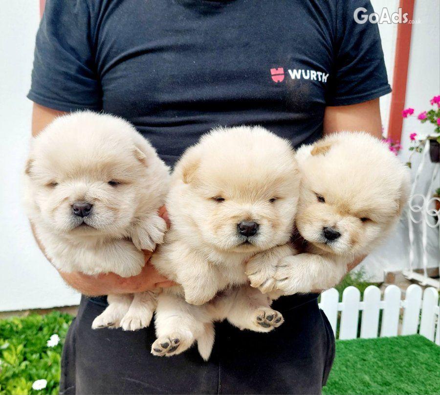 Chow Chow cau cau Puppies