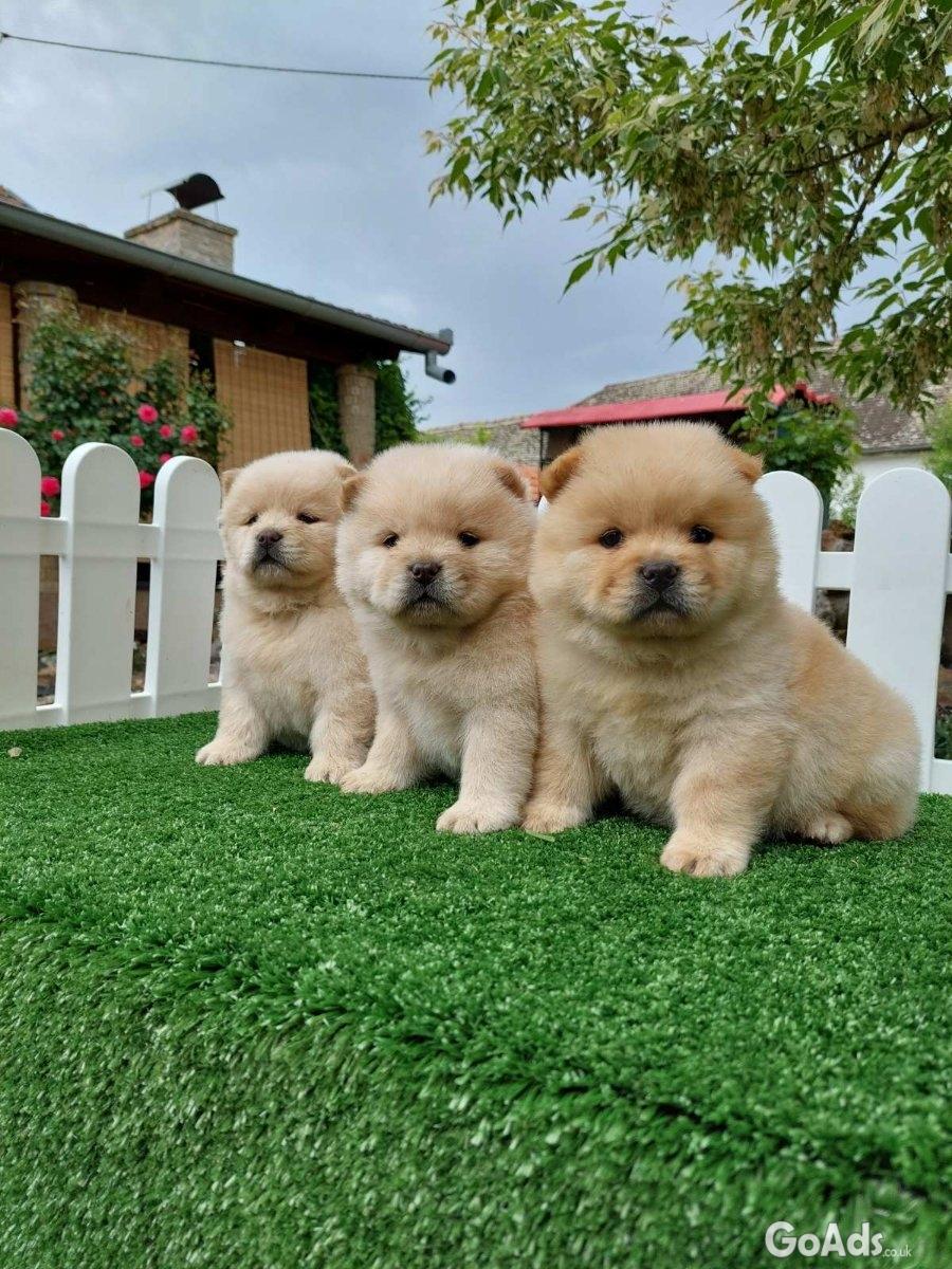 Chow chow chow chow is always the best gift