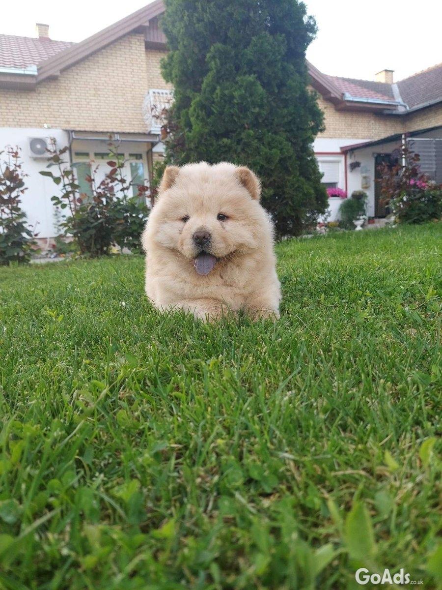 Chow chow chow chow is always the best gift