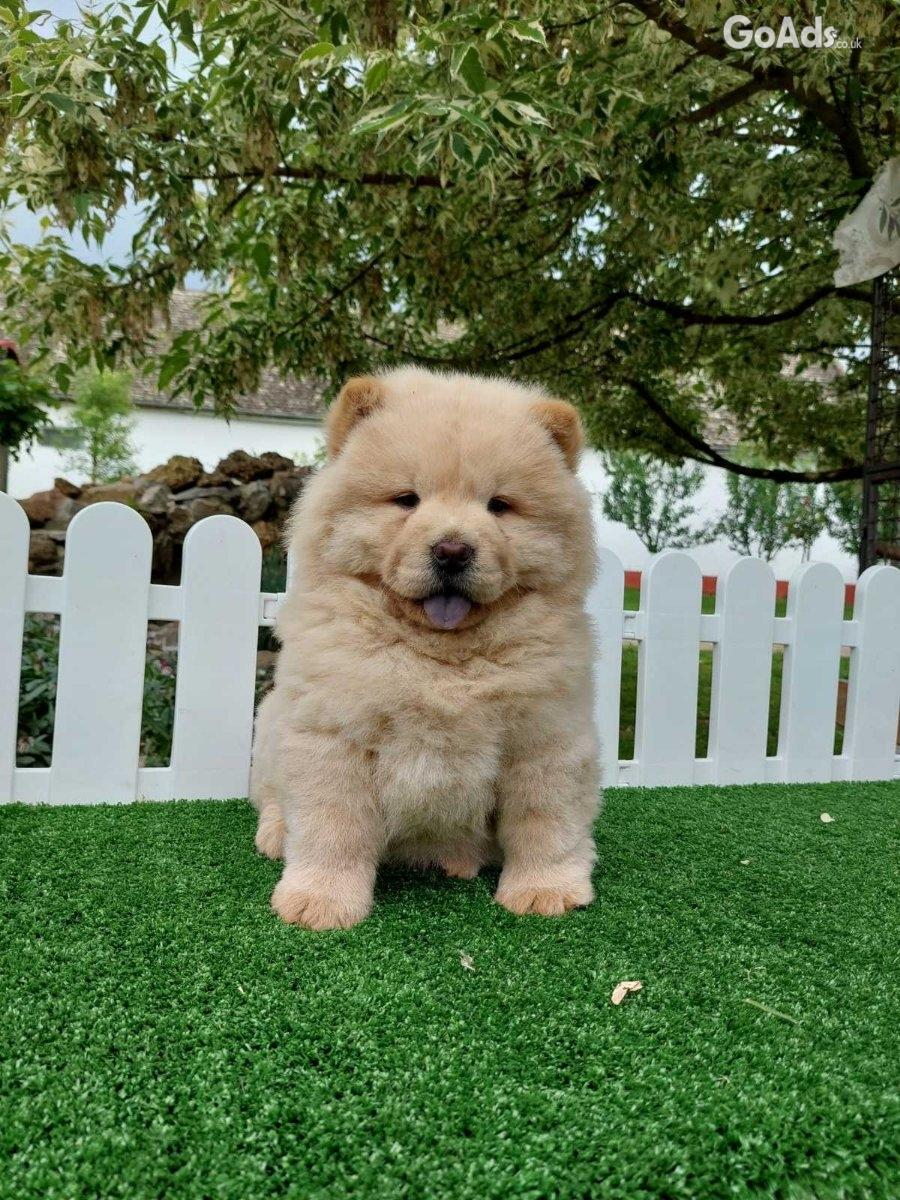 Chow chow chow chow is always the best gift