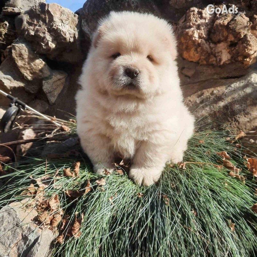 Chow chow Chow chow Puppies