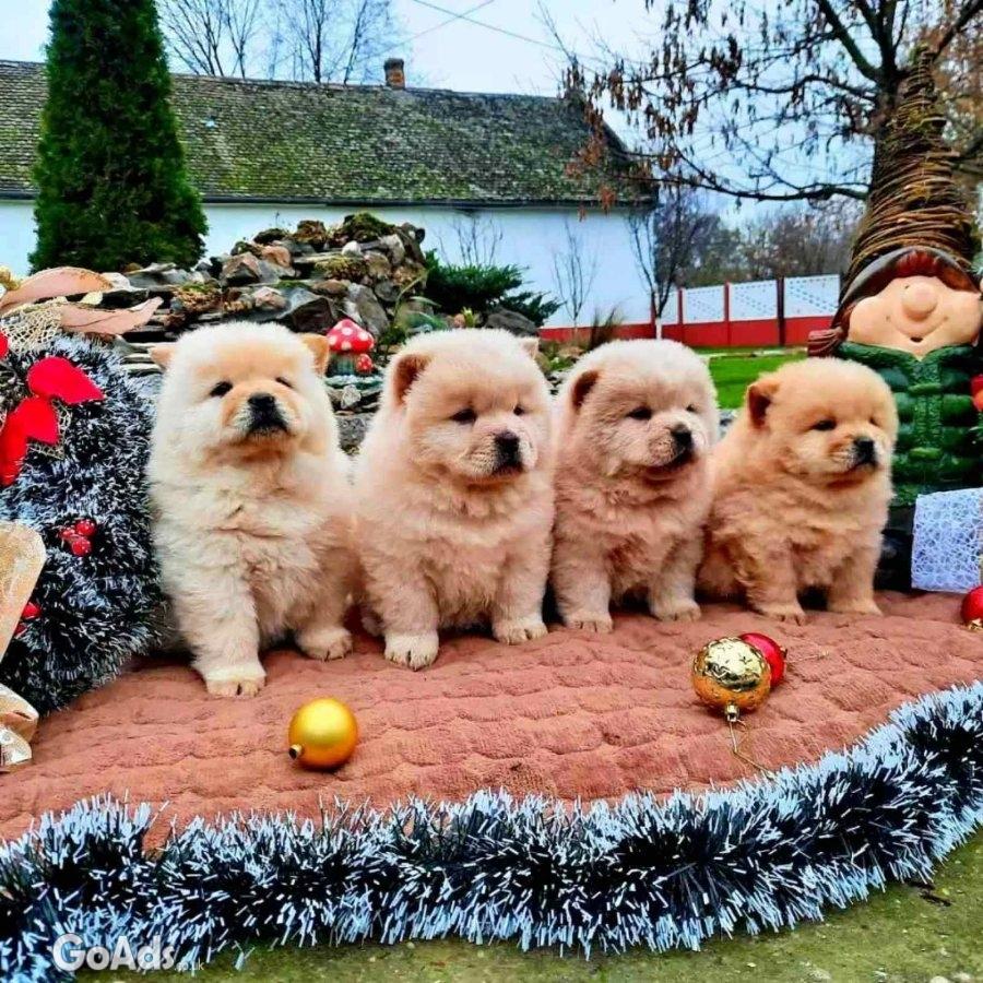 Chow chow Chow chow Puppies