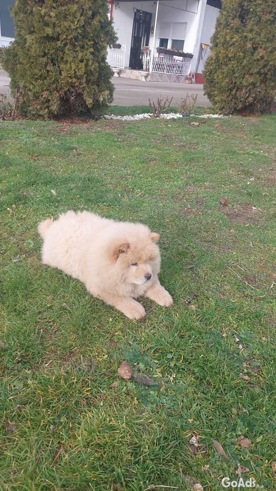 Chow chow Chow chow Puppies