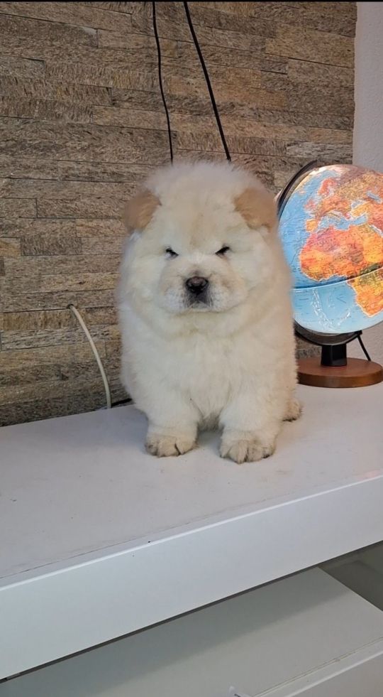 Chow chow dogs for sale