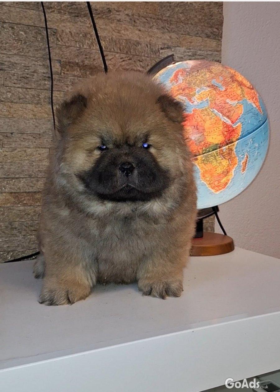 Chow chow dogs for sale