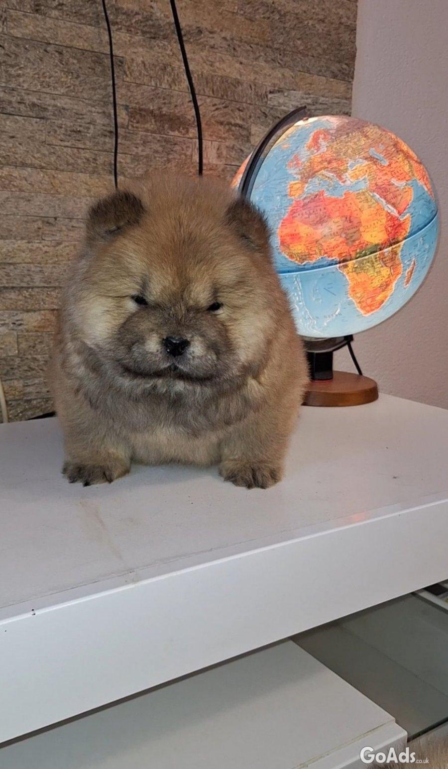 Chow chow dogs for sale