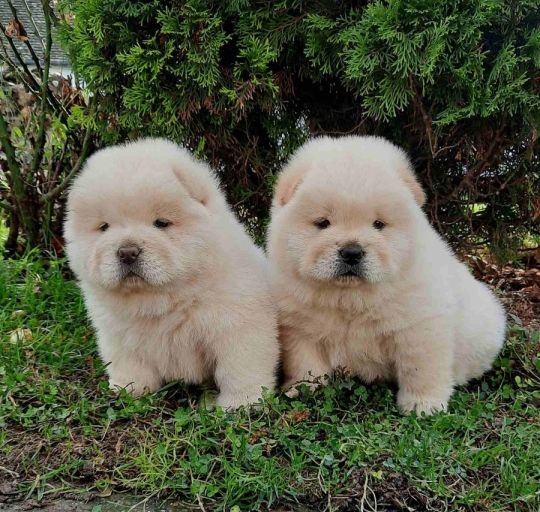 Chow chow for sale