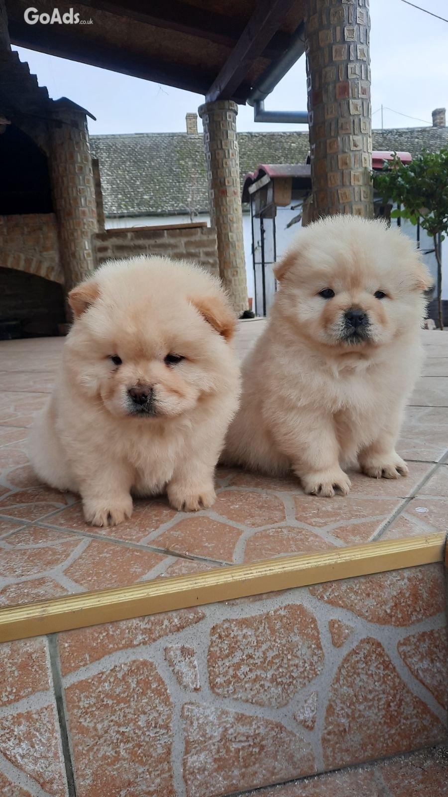 Chow chow for sale