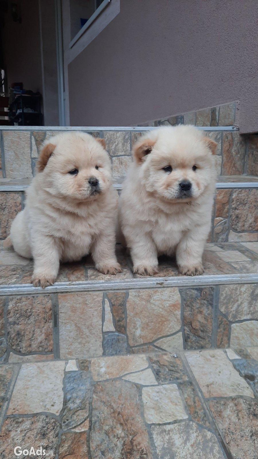 Chow chow for sale