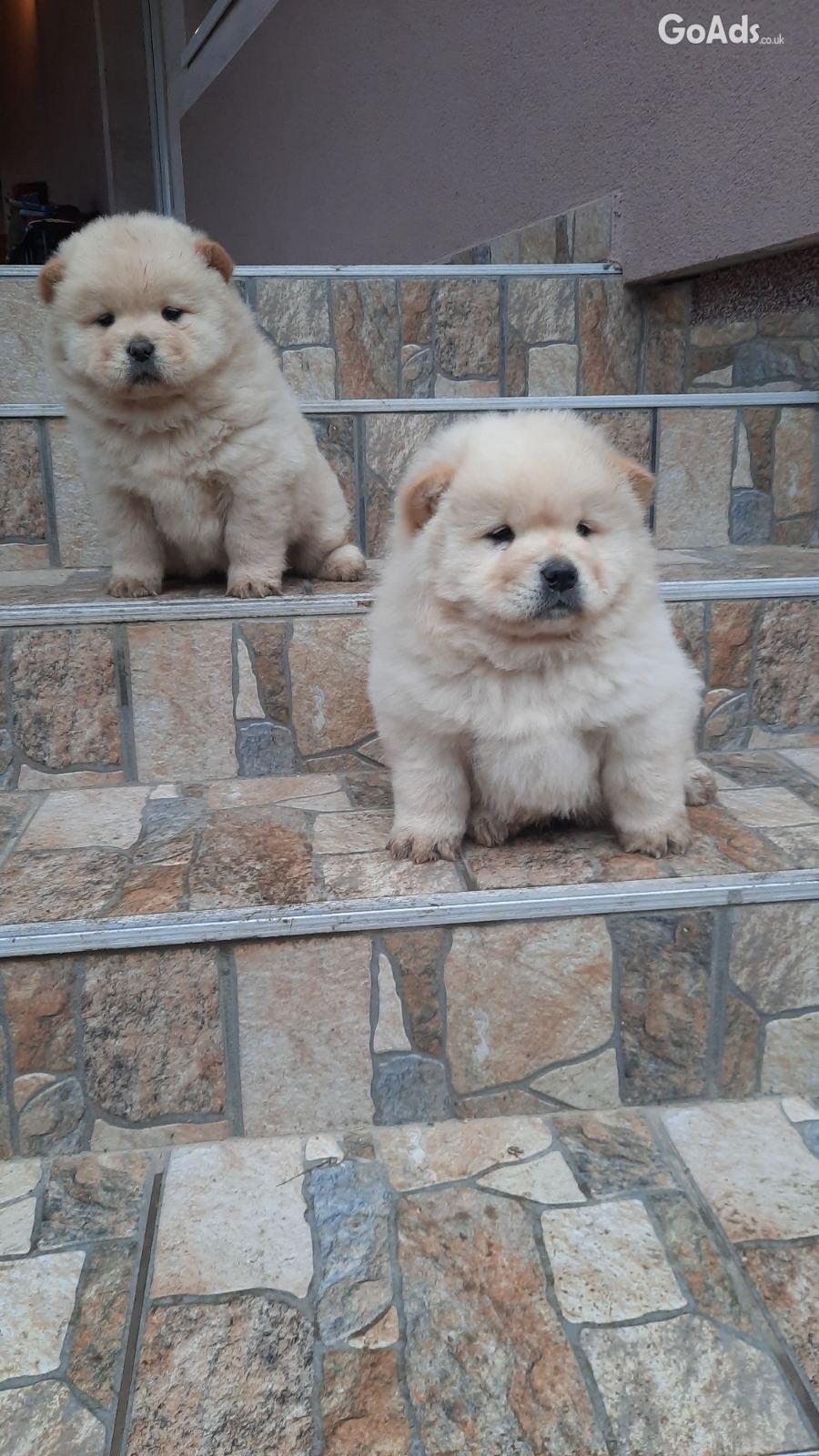 Chow chow for sale