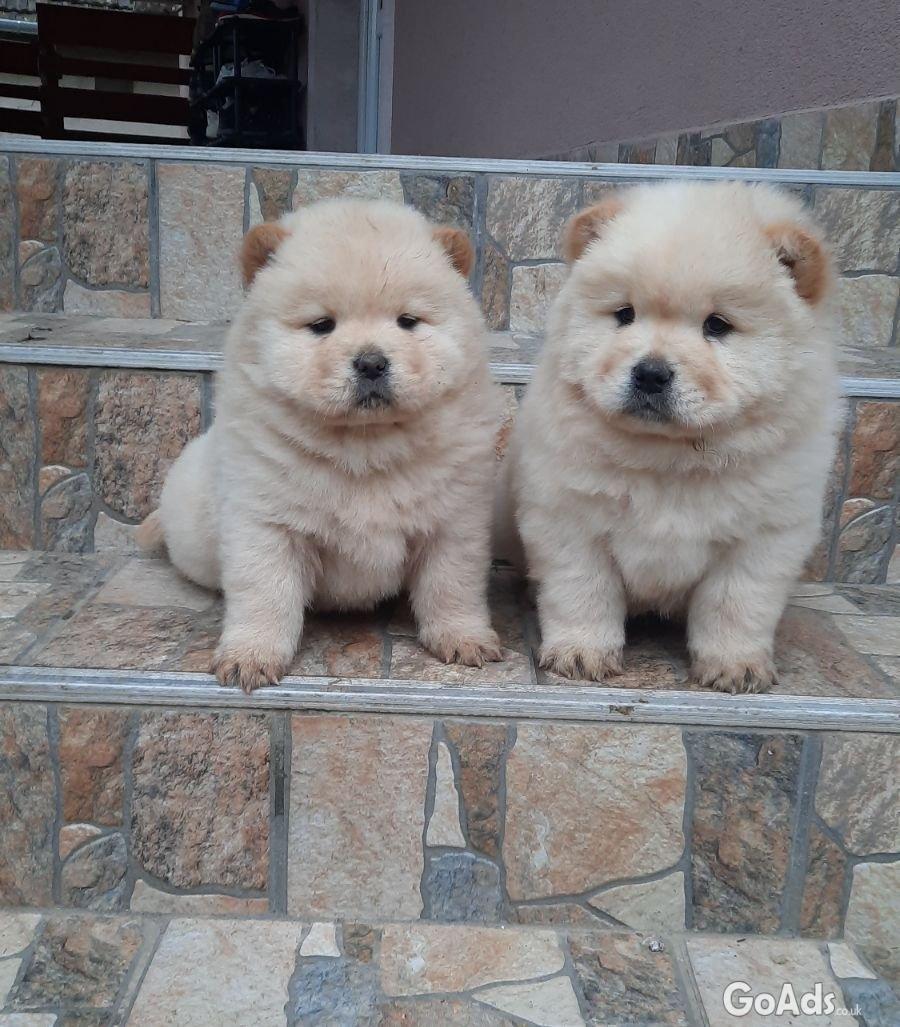 Chow chow for sale