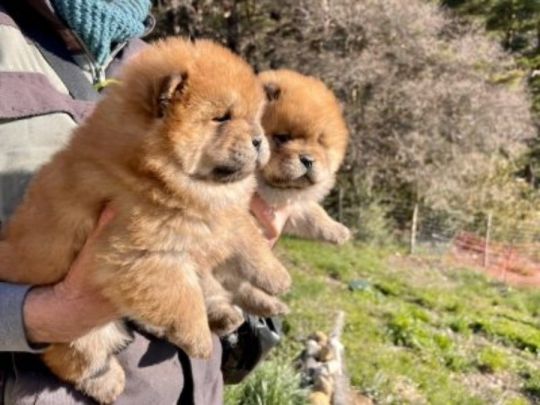 Chow chow puppies for Sale