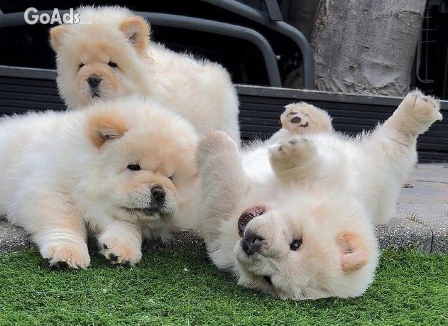 Chow chow puppy Read now!