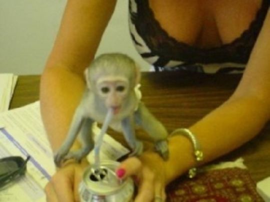 Christmas Male and Female Capuchin monkeys for Adoption.