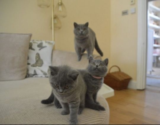 Chunky British shorthair kittens Ready