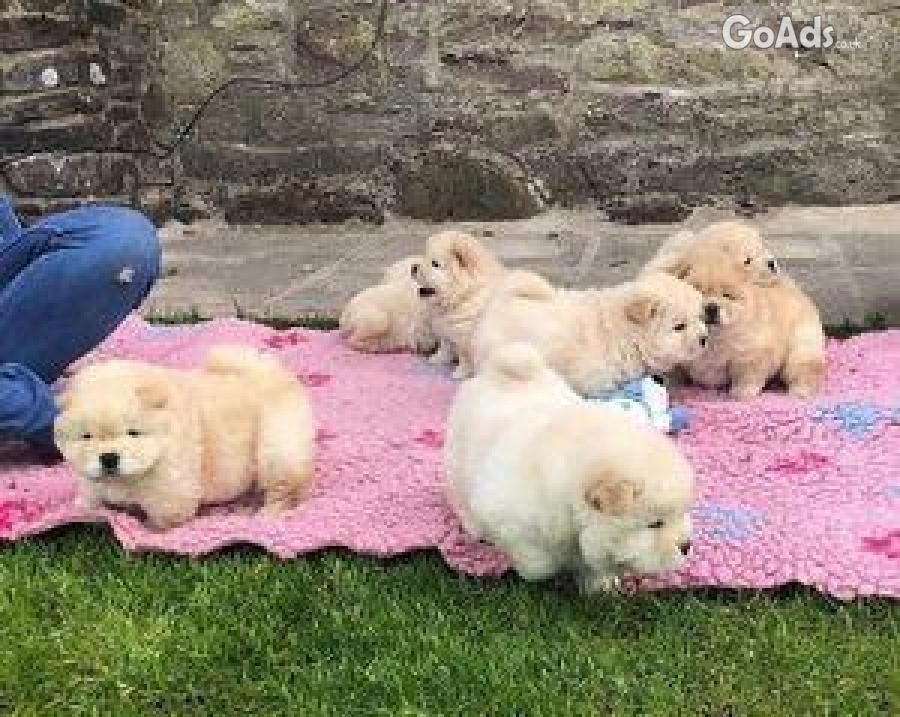  chunky Chow Chow puppies available