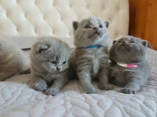 Clean Male and Female British Shorthair Kittens