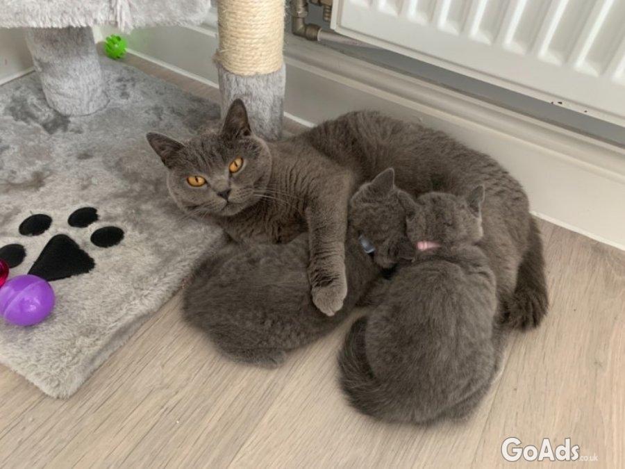 Clean Male and Female British Shorthair Kittens