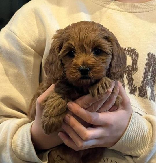 Cockapoo F1 puppies Dna tested parents ready to leave
