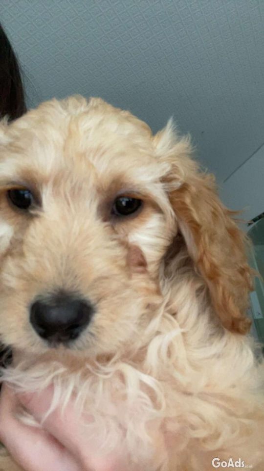 Cockapoo for sale