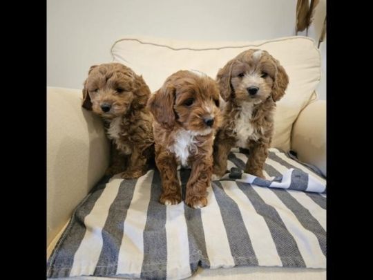 Cockapoo puppies for sale