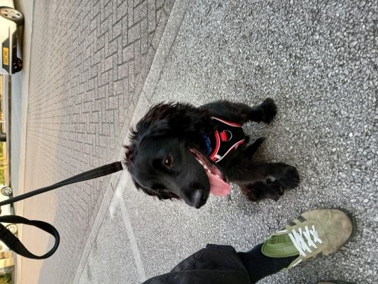 Cocker spaniel pup