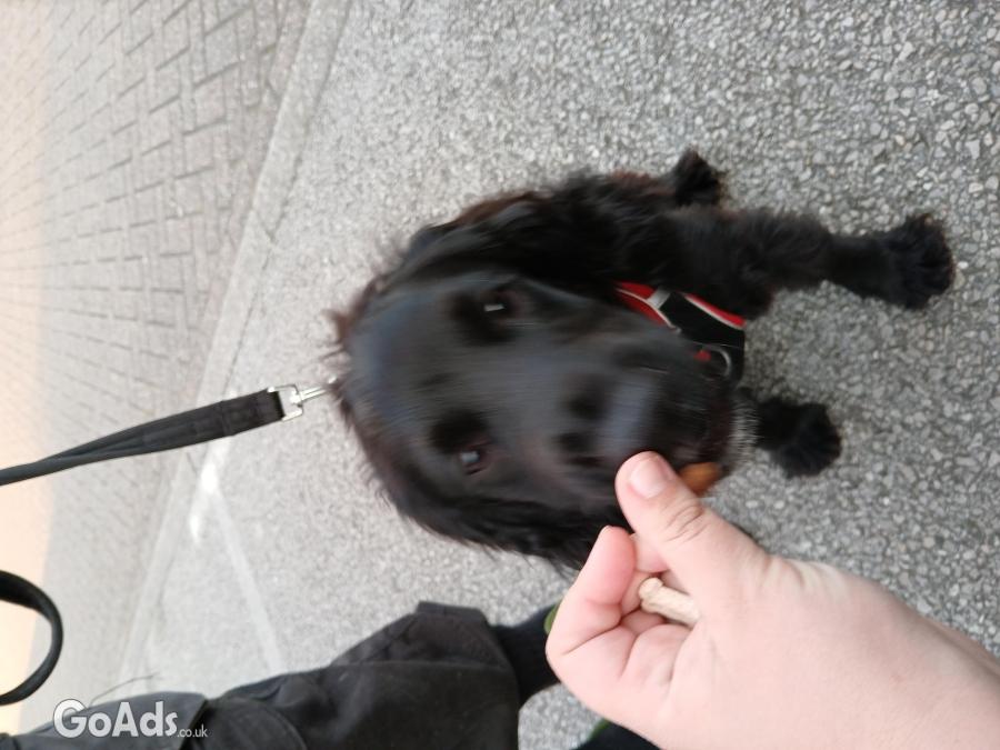 Cocker spaniel pup