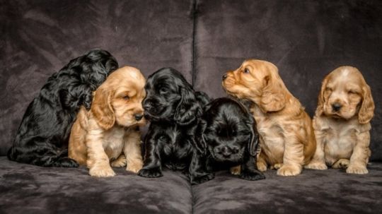 Cocker Spaniel Puppies For Sale