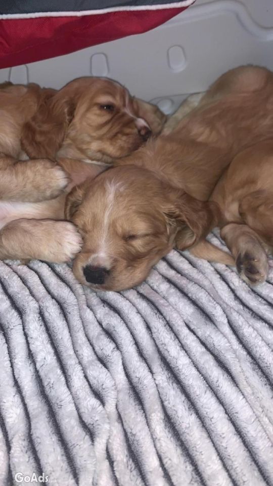 Cocker spaniel puppy for sale