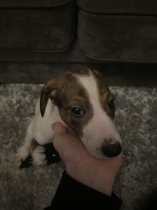 Collie whippet X bullgreyhound X saluki greyhound