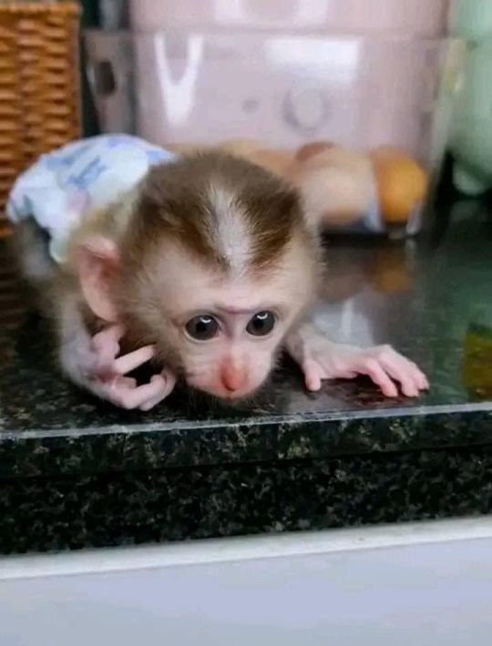 Completely understanding capuchin monkey for sale