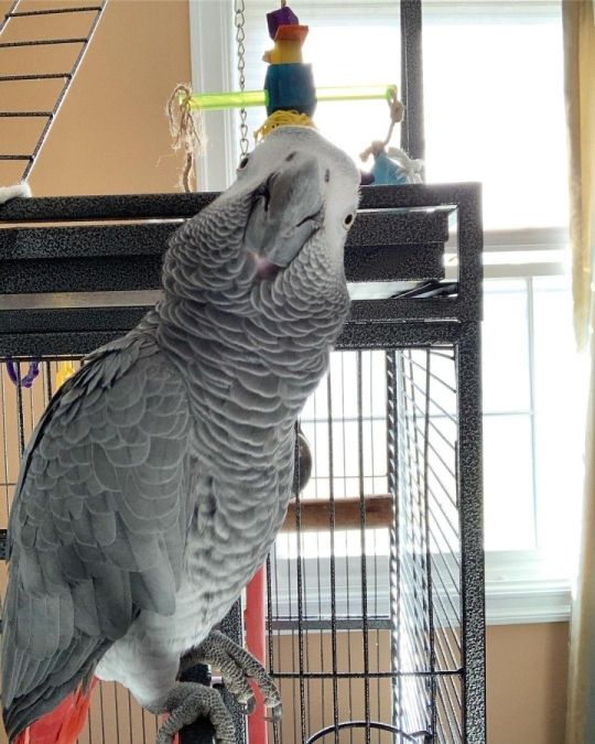 Congo African Grey Parrot