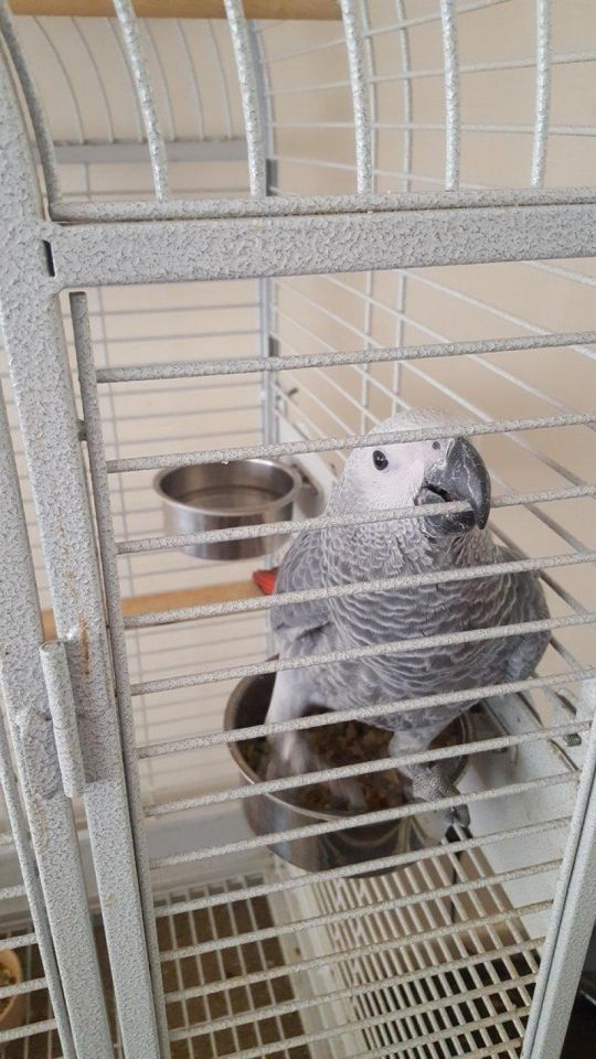 Congo African Grey Parrots for Bird Lovers