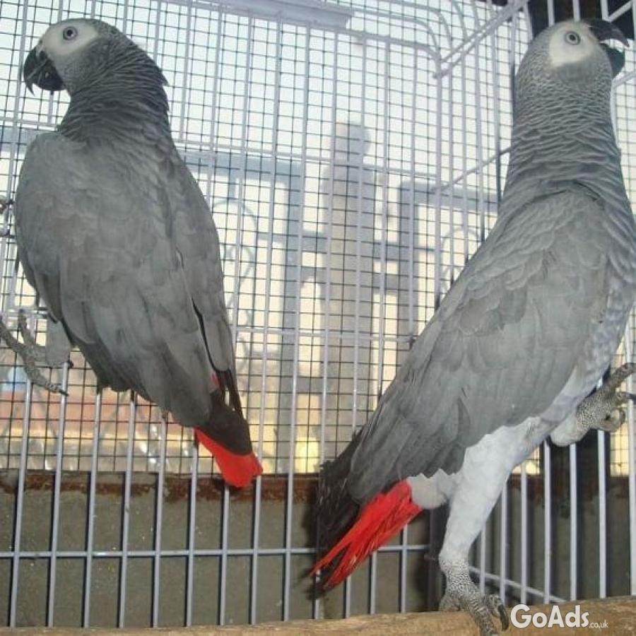 Congo African Grey Parrots